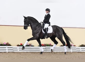 Koń westfalski, Ogier, , 172 cm, Kara