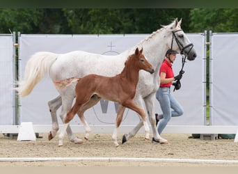 Koń westfalski, Ogier, Źrebak (05/2024), 173 cm, Kasztanowatodereszowata