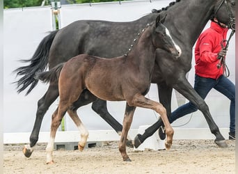 Koń westfalski, Ogier, Źrebak (03/2024), Kara