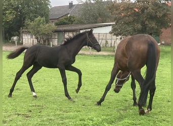 Koń westfalski, Ogier, Źrebak (04/2026), Kara
