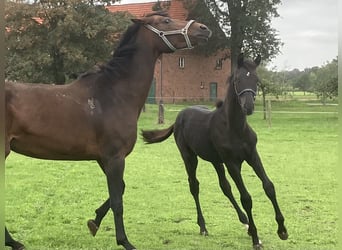 Koń westfalski, Ogier, Źrebak (04/2026), Kara