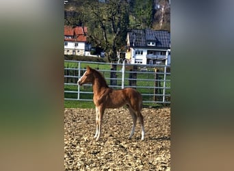 Koń westfalski, Ogier, Źrebak (02/2026), Kasztanowata