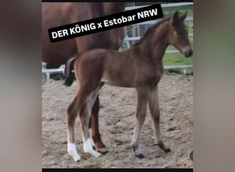 Koń westfalski, Ogier, Źrebak (01/2026)