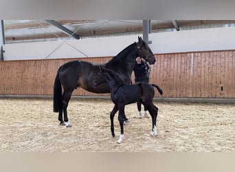 Koń westfalski, Ogier, Źrebak (05/2026), Może być siwy