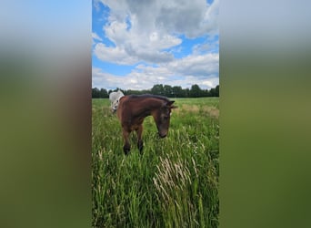 Koń westfalski, Ogier, Źrebak (04/2025), Siwa