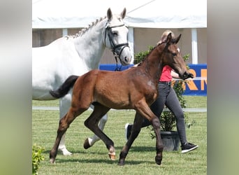 Koń westfalski, Ogier, Źrebak (04/2025), Siwa