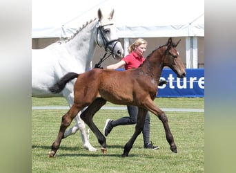 Koń westfalski, Ogier, Źrebak (04/2025), Siwa