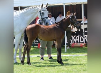 Koń westfalski, Ogier, Źrebak (04/2025), Siwa