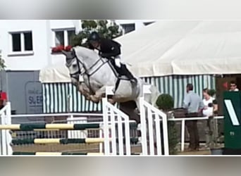 Koń westfalski, Ogier, Źrebak (04/2025), Siwa