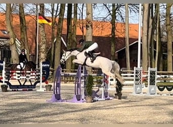 Koń westfalski, Ogier, Źrebak (03/2026), Siwa