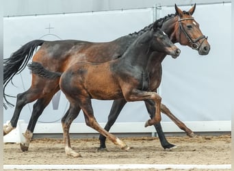 Koń westfalski, Ogier, Źrebak (04/2024), Skarogniada