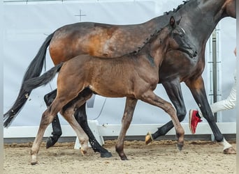 Koń westfalski, Ogier, Źrebak (04/2024), Skarogniada