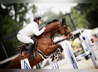 Koń westfalski, Wałach, 10 lat, 168 cm, Gniada