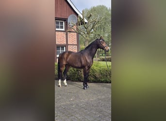 Koń westfalski, Wałach, 10 lat, 170 cm, Gniada