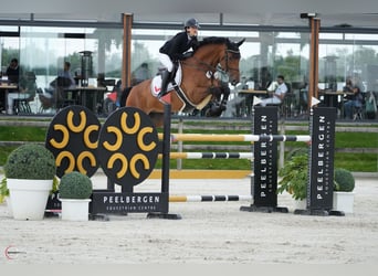 Koń westfalski, Wałach, 10 lat, 170 cm, Gniada