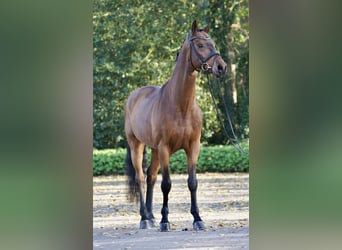 Koń westfalski, Wałach, 10 lat, 170 cm, Gniada