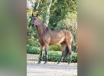 Koń westfalski, Wałach, 10 lat, 170 cm, Gniada