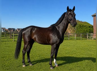 Koń westfalski, Wałach, 10 lat, 170 cm, Kara