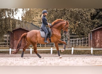 Koń westfalski, Wałach, 10 lat, 170 cm, Kasztanowata