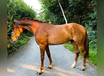 Koń westfalski, Wałach, 10 lat, 170 cm, Kasztanowata