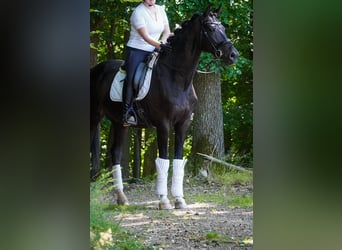 Koń westfalski, Wałach, 10 lat, 173 cm, Skarogniada