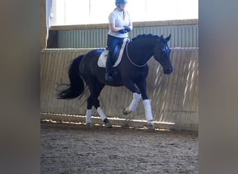 Koń westfalski, Wałach, 10 lat, 173 cm, Skarogniada