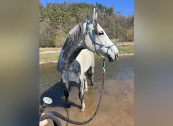 Koń westfalski, Wałach, 10 lat, 176 cm, Siwa jabłkowita