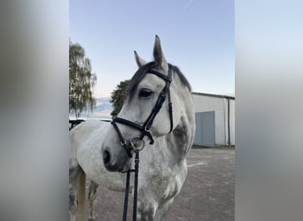 Koń westfalski, Wałach, 10 lat, 176 cm, Siwa jabłkowita