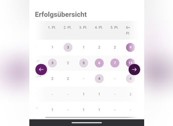 Koń westfalski, Wałach, 10 lat, 176 cm, Skarogniada