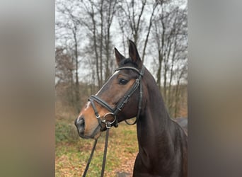 Koń westfalski, Wałach, 11 lat, 162 cm, Ciemnogniada