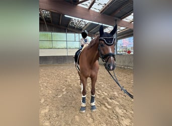 Koń westfalski, Wałach, 11 lat, 168 cm