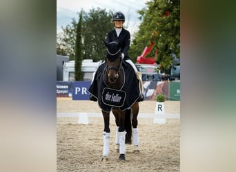 Koń westfalski, Wałach, 11 lat, 170 cm, Ciemnogniada