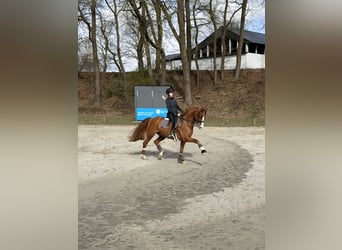 Koń westfalski, Wałach, 11 lat, 170 cm, Kasztanowata