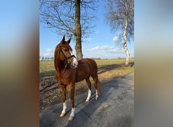 Koń westfalski, Wałach, 11 lat, 170 cm, Kasztanowata