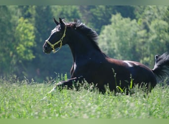 Koń westfalski, Wałach, 11 lat, 174 cm, Kara