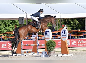 Koń westfalski, Wałach, 11 lat, 175 cm, Ciemnogniada