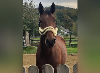 Koń westfalski, Wałach, 11 lat, 175 cm, Gniada