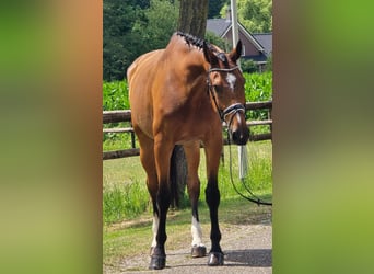Koń westfalski, Wałach, 11 lat, 176 cm, Gniada