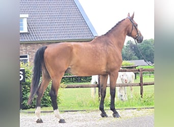 Koń westfalski, Wałach, 11 lat, 176 cm, Gniada