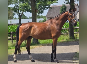 Koń westfalski, Wałach, 11 lat, 176 cm, Gniada