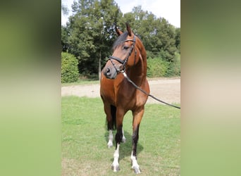 Koń westfalski, Wałach, 12 lat, 170 cm, Gniada