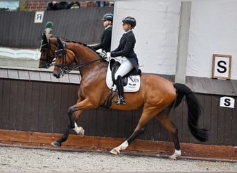 Koń westfalski, Wałach, 12 lat, 172 cm, Gniada