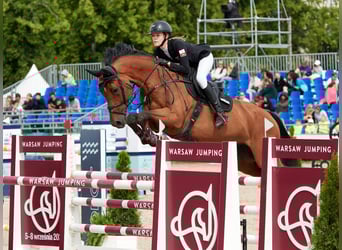 Koń westfalski, Wałach, 12 lat, 173 cm, Gniada