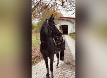 Koń westfalski, Wałach, 12 lat, 179 cm, Ciemnogniada