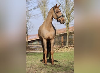 Koń westfalski, Wałach, 13 lat, 168 cm, Ciemnokasztanowata