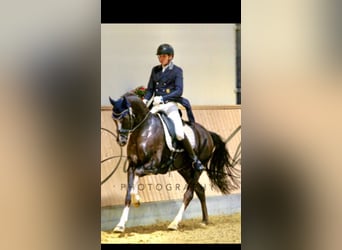 Koń westfalski, Wałach, 13 lat, 170 cm, Ciemnokasztanowata
