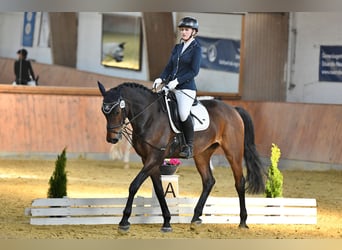 Koń westfalski, Wałach, 14 lat, 170 cm, Gniada
