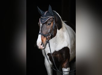 Koń westfalski Mix, Wałach, 14 lat, 174 cm, Srokata