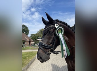 Koń westfalski, Wałach, 15 lat, 164 cm, Kara