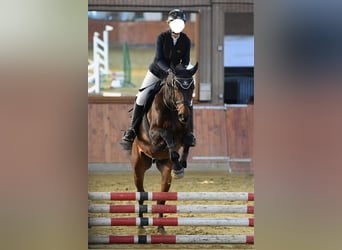 Koń westfalski, Wałach, 15 lat, 170 cm, Gniada